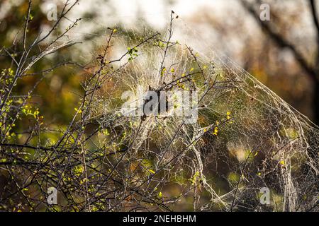 Il nido di Ragno sociale Africano (Stegodyphus Dumicola) al sole del mattino al Parco Nazionale di Kruger, Sudafrica Foto Stock