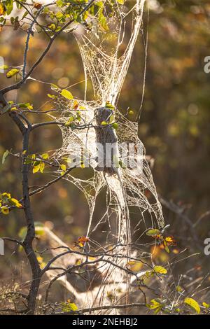 Il nido di Ragno sociale Africano (Stegodyphus Dumicola) al sole del mattino al Parco Nazionale di Kruger, Sudafrica Foto Stock