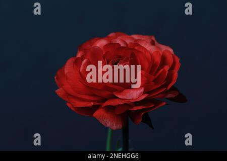 Macro di un fiore rosso Ranunculus asiaticus Foto Stock