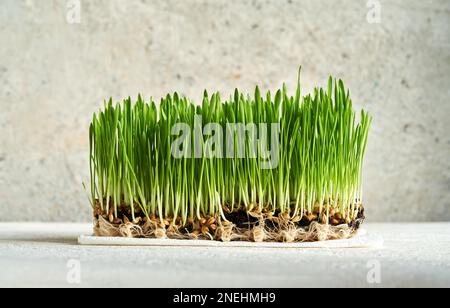 Erba fresca giovane di orzo verde che cresce nel terreno, con radici e semi Foto Stock