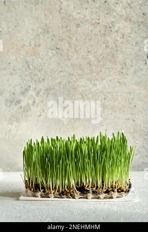 Erba fresca di orzo verde con semi e radici su sfondo grigio con spazio copia Foto Stock