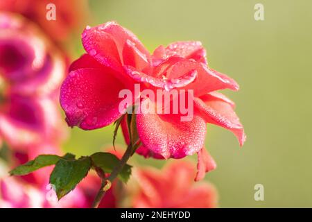 Gocce di rugiada sui petali di rosa, fiore della pianta legnosa perenne fiorita del genere Rosa , Rosaceae. Fiori naturali al mattino presto d'inverno. Foto Stock