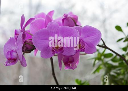 Ramo di un'orchidea fiorente sulla finestra sullo sfondo di un paesaggio invernale Foto Stock