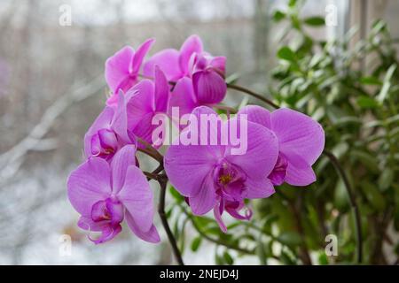 Ramo di un'orchidea fiorente sulla finestra sullo sfondo di un paesaggio invernale Foto Stock