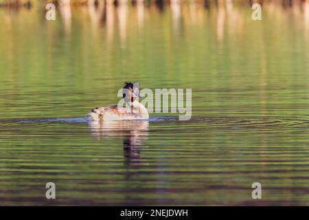 Primo piano di un Grebe colorato, Podiceps cristate, nuoto in uno stagno con riflessi verdi e acqua ondeggiante intorno all'uccello Foto Stock