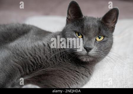 Pigro gatto grigio shorthair britannico che dorme su un divano in un appartamento. Foto Stock