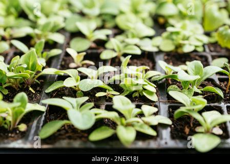 Piante di petunia da giardino (Petunia x hybrida) in un vassoio di semina Foto Stock