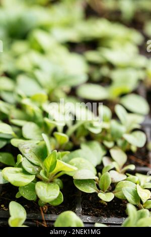 Piante di petunia da giardino (Petunia x hybrida) in un vassoio di semina Foto Stock