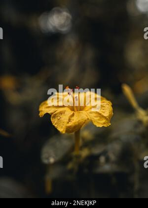 Primo piano di un fiore giallo della Marvel-of-peru su uno sfondo sfocato Foto Stock