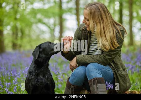 Donna matura con amorevole cane Labrador Nero in primavera passeggiata attraverso Bluebells in campagna Foto Stock