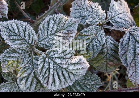 foglie di mora (rubus frutticosus) ricoperte di brina in giardino domestico Foto Stock