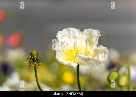 Coloratissimi fiori di papavero islandese. Nudicaule Papaver. I grandi fiori a forma di tazza hanno una trama come carta crespata. Foto Stock