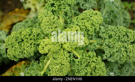 Fattoria inverno foglia curly kale dettaglio raccolta piante foglie di cavolo bio piantagione biologica raccolta ortaggi Brassica oleracea sabellata cultivars gro Foto Stock