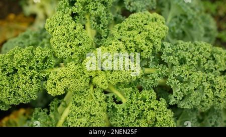 Fattoria inverno foglia curly kale dettaglio raccolta piante foglie di cavolo bio piantagione biologica raccolta ortaggi Brassica oleracea sabellata cultivars gro Foto Stock