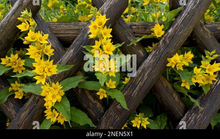 Recinzione in traliccio di legno con piante da fiore gialle Foto Stock