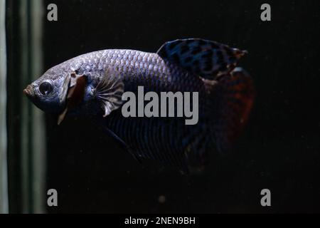 COLORE BLU MAHACHAI WILD BETTA (RAME ALIENO BETTA) Foto Stock