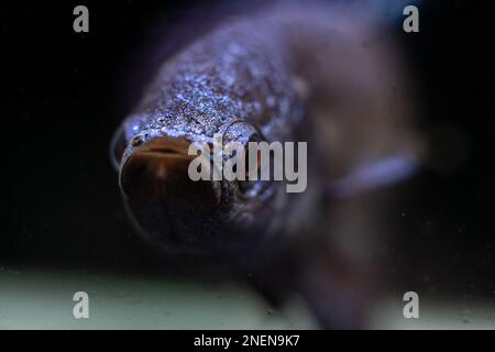 COLORE BLU MAHACHAI WILD BETTA (RAME ALIENO BETTA) Foto Stock