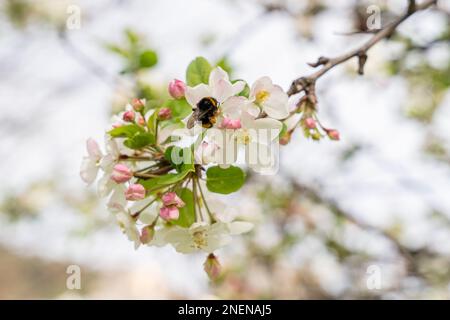 Bumblebee a fiore bianco di mela. Primavera a Bilbao. Foto Stock