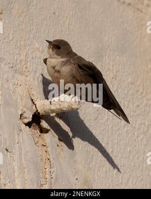 Crag Martin eurasiatica (Ptyonoprogne rupestris) arroccato su un edificio in Algarve, Portogallo. Foto Stock