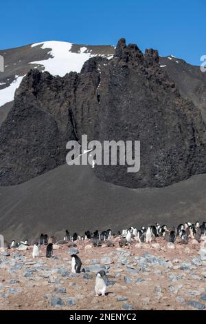 Antartide, Carroll Inlet, Volcanic Sims Island, al largo della costa di Palmer Land. Colonia di pinguini Adelie (Pygoscelis adeliae), che ospita circa 15.000 paia. Foto Stock