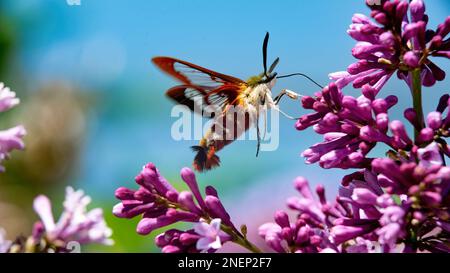 Hummingbird clearview (Hemaris Thysle) che foraging su fiori lilla, contro un cielo blu Foto Stock