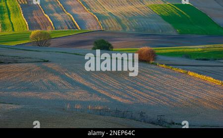 Cereali verdi giovani. Campi arati. Intervalli di campi intersecati da numerosi bordi. Sole basso che illumina i campi, i margini del campo, gli alberi e bu Foto Stock