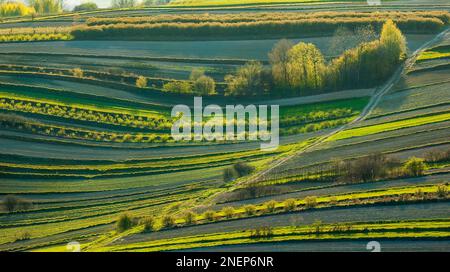 Cereali verdi giovani. Campi arati. Intervalli di campi intersecati da numerosi bordi. Sole basso che illumina i campi, i margini del campo, gli alberi e bu Foto Stock