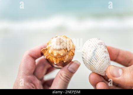 Macro closeup di coppia due mani che tengono conchiglie di mare di cavallo combattente in spiaggia a piedi nudi a Bonita Springs della Florida sud-occidentale vicino a Napoli con bo Foto Stock