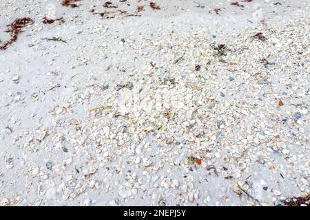 Vista dall'alto che guarda giù su molte conchiglie di mare sulla sabbia bianca dalle alghe nella spiaggia a piedi nudi a Bonita Springs della Florida sud-occidentale vicino a Napoli Foto Stock