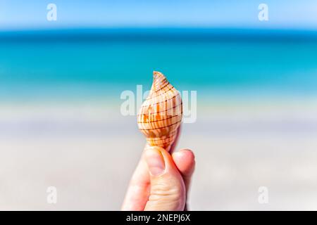 Conchiglia di mare di tulipano bondato trovato nella spiaggia a piedi nudi a Bonita Springs della Florida sud-occidentale vicino a Napoli macro closeup con acqua turchese in backg Foto Stock