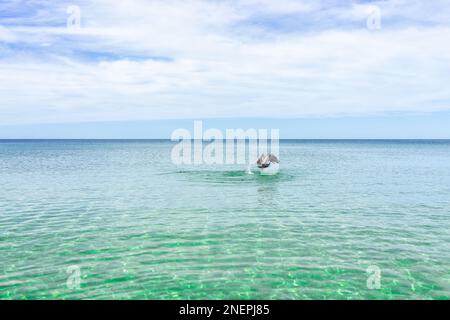 Pelican volare cattura di pesce a Barefoot Beach a Napoli, nel sud-ovest della Florida, con acqua verde di vetro turchese nelle giornate di sole con cielo blu orizzonte costa Foto Stock