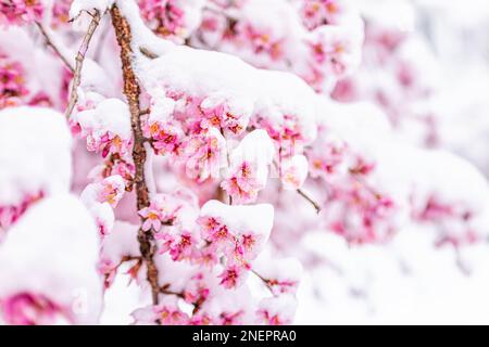 Rosa sakura ciliegia fiore germogli albero ramo macro closeup in primavera coperto di neve bianca gelo dopo nevicate con morbido fondo bokeh Foto Stock