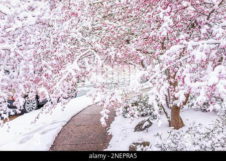 Albero di sakura innevato con fiori di ciliegio congelati su ramo con bellissimi fiori di petalo rosa come baldacchino sul marciapiede nel quartiere della Virginia Foto Stock