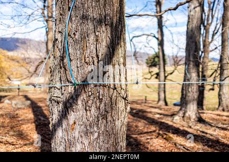 Sciroppo d'acero rubinetto su albero d'acero che raccoglie sap con tubi collegati tra gli alberi in erba blu della contea di Highland, Virginia nella stagione primaverile Foto Stock