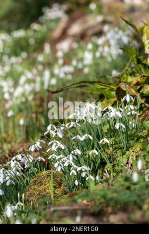 Primo piano di un grumo di gocce di neve comuni (galanthus nivalis) in fiore Foto Stock