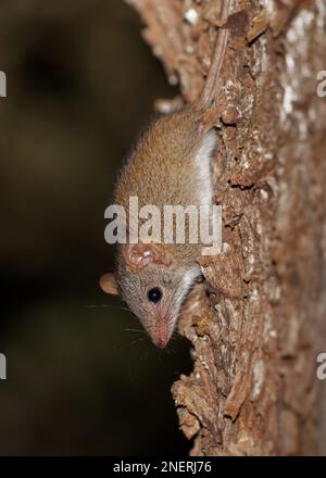 Antechinus dal piede giallo - Antechinus flavipes anche chiamato mardo, marsupiale simile a shrew trovato in Australia, sottospecie sono flavipes e rubeculus e le Foto Stock