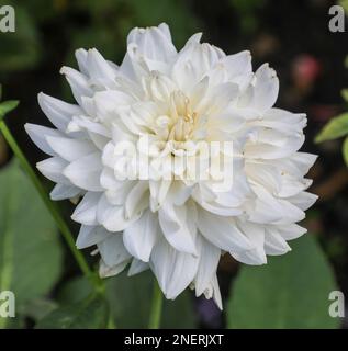 La testa di fiore bianco di una pianta di Dahlia "White Ballet", Inghilterra, Regno Unito Foto Stock