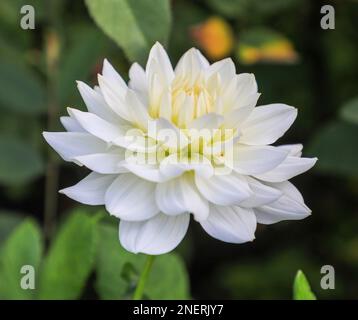 La testa di fiore bianco di una pianta di Dahlia "White Ballet", Inghilterra, Regno Unito Foto Stock