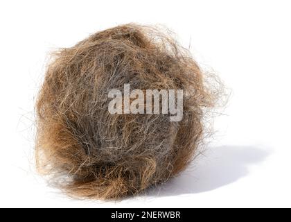 Un ciuffo di capelli grigi del gatto su uno sfondo bianco isolato Foto Stock