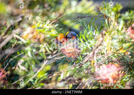 Rainbow Lorikeet (Trichoglossus moluccanus), nel Queensland, Australia Foto Stock