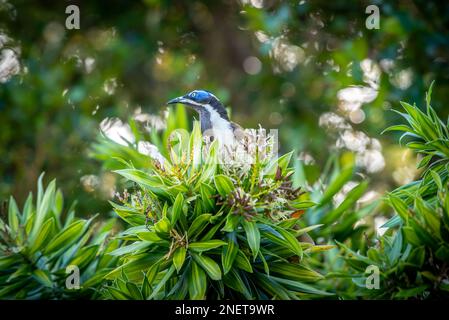 Honeyeater di faccia blu (bananabird) (Entomyzon cyanotis) a Brisbane, Queensland, Australia Foto Stock