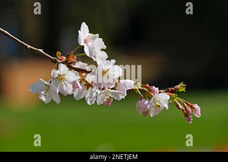 Giardini botanici nella stagione primaverile, primo piano della fioritura dei ciliegi, Christchurch, Nuova Zelanda Foto Stock