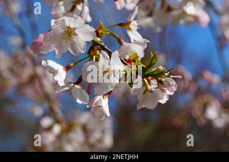 Giardini botanici nella stagione primaverile, primo piano della fioritura dei ciliegi, Christchurch, Nuova Zelanda Foto Stock