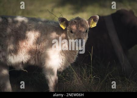 Un soffice polpaccio Galloway (Bos taurus) che fissa l'obiettivo della fotocamera in un campo di erba soleggiato Foto Stock