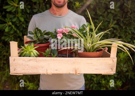 L'uomo giardiniere in tappo verde tiene la scatola di legno con le piante di casa di fronte a vita recinto sempreverde Phillyrea latifolia. Consegna di giovani pianta dalla pianta n Foto Stock