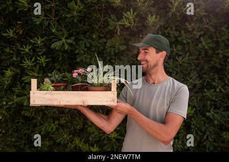 L'uomo giardiniere in tappo verde tiene la scatola di legno con le piante di casa di fronte a vita recinto sempreverde Phillyrea latifolia. Consegna di giovani pianta dalla pianta n Foto Stock