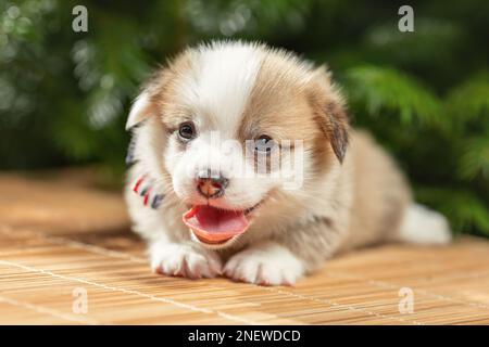 Cucciolo carino di corgi gallesi razza pembroke cane con lingua fuori sdraiato all'aperto in estate natura Foto Stock