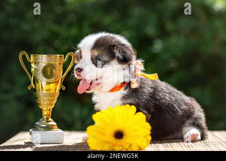 Felice cucciolo di corgi gallesi pembroke con il suo primo premio - coppa d'oro. Cucciolo sorridente Foto Stock