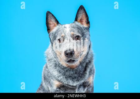 Primo piano ritratto di suprised Blue Heeler o australian Cattle Dog su sfondo blu Foto Stock