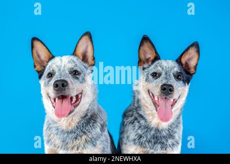 Due cuccioli sorridenti felici di cane bovino australiano o cicatrice blu isolati su sfondo blu Foto Stock